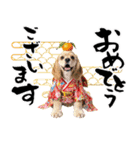 アメコカ子犬の晴れ着スタンプ♡2026お正月（個別スタンプ：3）