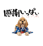 アメコカ子犬の晴れ着スタンプ♡2026お正月（個別スタンプ：14）