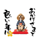 アメコカ子犬の晴れ着スタンプ♡2026お正月（個別スタンプ：15）