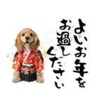 アメコカ子犬の晴れ着スタンプ♡2026お正月（個別スタンプ：31）