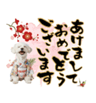 ふわもこマルチーズのお正月♡2026年！（個別スタンプ：1）