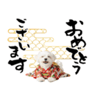 ふわもこマルチーズのお正月♡2026年！（個別スタンプ：3）