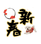 ふわもこマルチーズのお正月♡2026年！（個別スタンプ：7）