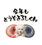 ふわもこマルチーズのお正月♡2026年！（個別スタンプ：9）