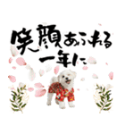 ふわもこマルチーズのお正月♡2026年！（個別スタンプ：10）