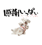 ふわもこマルチーズのお正月♡2026年！（個別スタンプ：14）