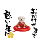 ふわもこマルチーズのお正月♡2026年！（個別スタンプ：15）