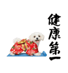 ふわもこマルチーズのお正月♡2026年！（個別スタンプ：17）