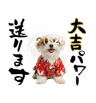 ふわもこマルチーズのお正月♡2026年！（個別スタンプ：19）