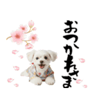 ふわもこマルチーズのお正月♡2026年！（個別スタンプ：21）