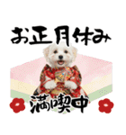 ふわもこマルチーズのお正月♡2026年！（個別スタンプ：23）