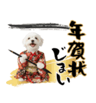 ふわもこマルチーズのお正月♡2026年！（個別スタンプ：24）