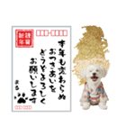 ふわもこマルチーズのお正月♡2026年！（個別スタンプ：25）