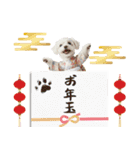 ふわもこマルチーズのお正月♡2026年！（個別スタンプ：26）