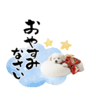 ふわもこマルチーズのお正月♡2026年！（個別スタンプ：28）