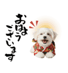 ふわもこマルチーズのお正月♡2026年！（個別スタンプ：29）