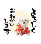 ふわもこマルチーズのお正月♡2026年！（個別スタンプ：30）