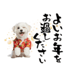 ふわもこマルチーズのお正月♡2026年！（個別スタンプ：31）