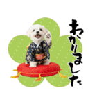 ふわもこマルチーズのお正月♡2026年！（個別スタンプ：32）