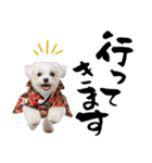 ふわもこマルチーズのお正月♡2026年！（個別スタンプ：35）