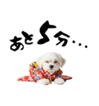 ふわもこマルチーズのお正月♡2026年！（個別スタンプ：36）