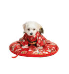 ふわもこマルチーズのお正月♡2026年！（個別スタンプ：37）