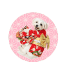 ふわもこマルチーズのお正月♡2026年！（個別スタンプ：40）