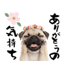 笑顔で迎える2026♡お正月パグ年賀（個別スタンプ：13）