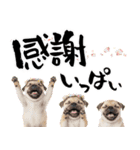 笑顔で迎える2026♡お正月パグ年賀（個別スタンプ：14）