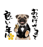 笑顔で迎える2026♡お正月パグ年賀（個別スタンプ：15）