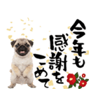 笑顔で迎える2026♡お正月パグ年賀（個別スタンプ：16）