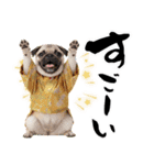 笑顔で迎える2026♡お正月パグ年賀（個別スタンプ：33）