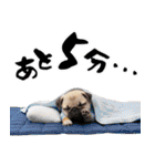 笑顔で迎える2026♡お正月パグ年賀（個別スタンプ：36）