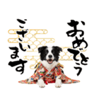 ボーダーコリー子犬のお正月スタンプ2026♡（個別スタンプ：3）