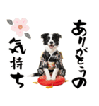 ボーダーコリー子犬のお正月スタンプ2026♡（個別スタンプ：13）