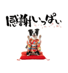 ボーダーコリー子犬のお正月スタンプ2026♡（個別スタンプ：14）