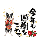 ボーダーコリー子犬のお正月スタンプ2026♡（個別スタンプ：16）