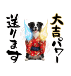 ボーダーコリー子犬のお正月スタンプ2026♡（個別スタンプ：19）