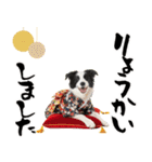 ボーダーコリー子犬のお正月スタンプ2026♡（個別スタンプ：20）