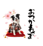 ボーダーコリー子犬のお正月スタンプ2026♡（個別スタンプ：21）