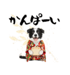 ボーダーコリー子犬のお正月スタンプ2026♡（個別スタンプ：22）