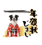 ボーダーコリー子犬のお正月スタンプ2026♡（個別スタンプ：24）