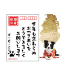 ボーダーコリー子犬のお正月スタンプ2026♡（個別スタンプ：25）