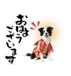 ボーダーコリー子犬のお正月スタンプ2026♡（個別スタンプ：29）