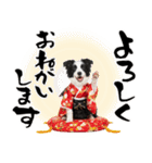 ボーダーコリー子犬のお正月スタンプ2026♡（個別スタンプ：30）
