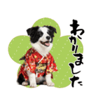 ボーダーコリー子犬のお正月スタンプ2026♡（個別スタンプ：32）