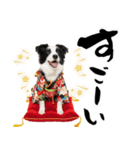 ボーダーコリー子犬のお正月スタンプ2026♡（個別スタンプ：33）