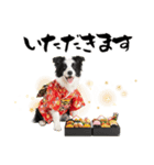 ボーダーコリー子犬のお正月スタンプ2026♡（個別スタンプ：34）