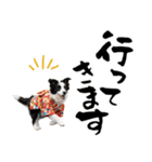 ボーダーコリー子犬のお正月スタンプ2026♡（個別スタンプ：35）