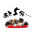 ボーダーコリー子犬のお正月スタンプ2026♡（個別スタンプ：36）